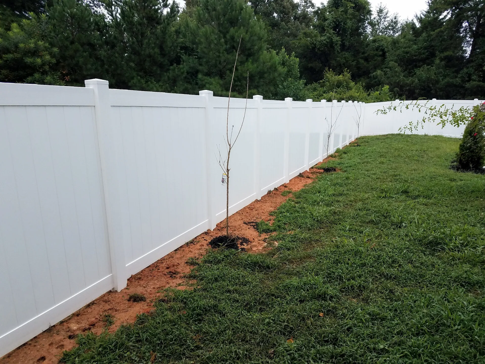 White vinyl privacy fence young trees backyard gastonia